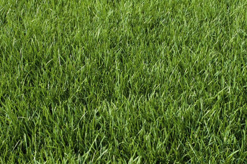 Green Sod Lawn
