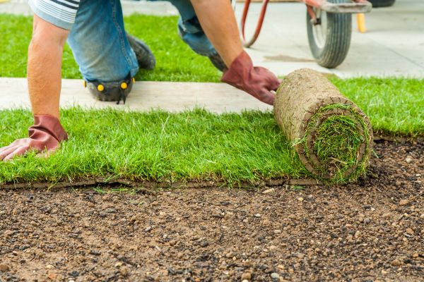 Sod Replacement Service - Sod Replacement Service Georgetown, Texas